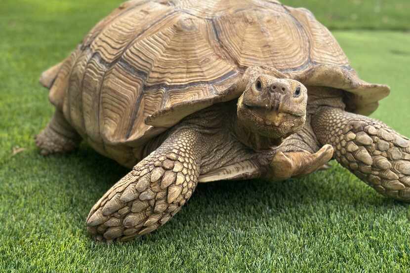 Lorenzo, the 180-pound tortoise, was lost for five weeks before owner Gabriel Fernandez...