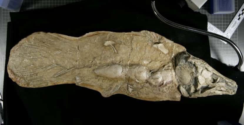 This is a fiberglass cast of a coelacanth fossil.
