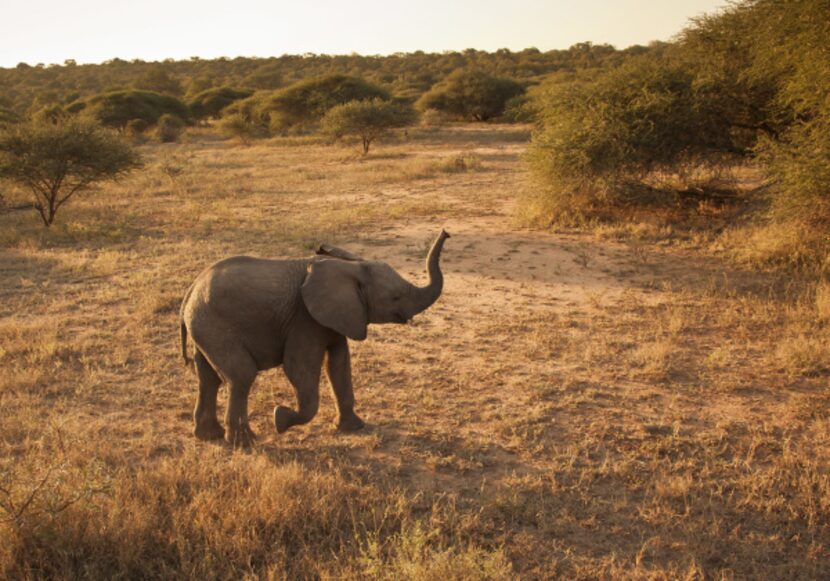 Youngsters often accompany their mothers on Camp Jabulanis daily elephant back safaris.