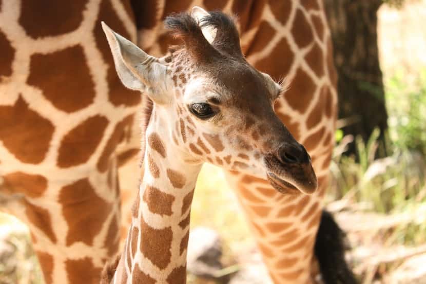Giraffe calf Kora was born at the Dallas Zoo on March 19. Her name was announced by the zoo...