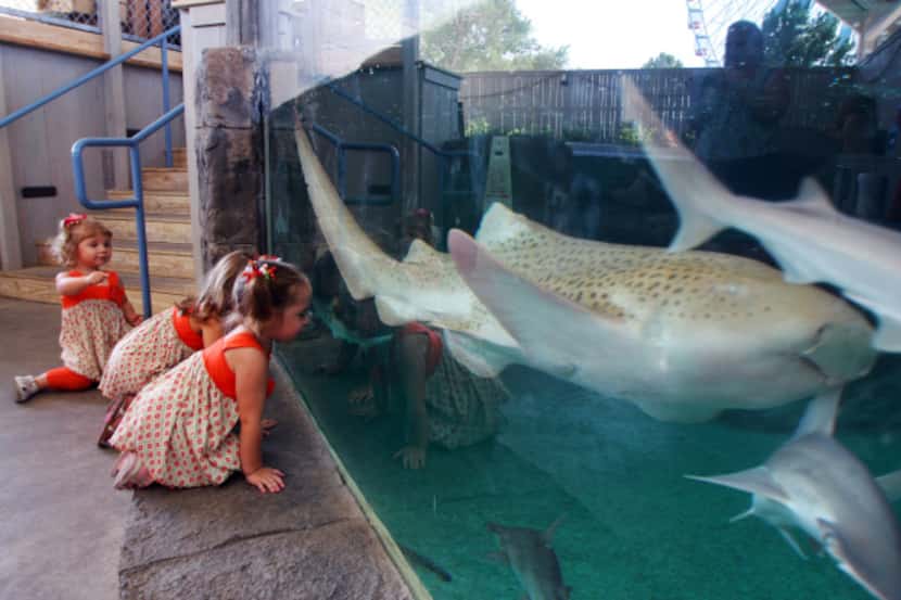 Leah Towell, 2, Hannah Towell, 4, and Kaely Smith, 2, view sharks at the Children's Aquarium...