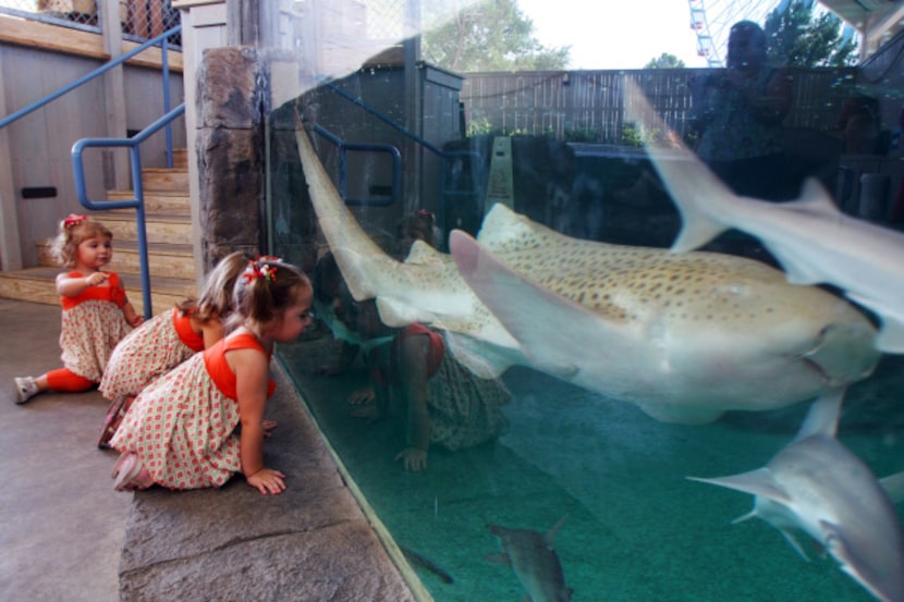 Leah Towell, 2, Hannah Towell, 4, and Kaely Smith, 2, view sharks at the Children's Aquarium...