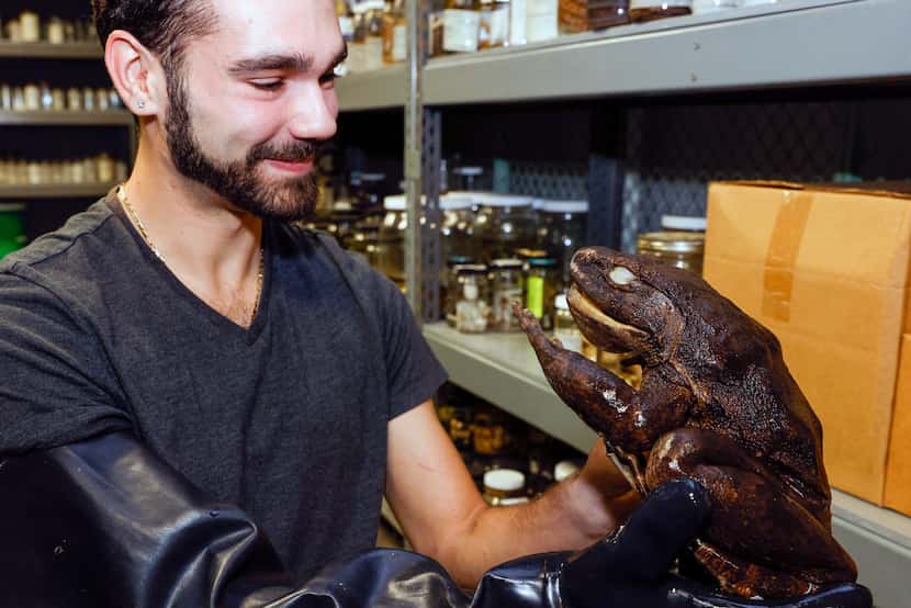 Curator Greg Pandelis holds a goliath frog in the amphibians collection room at the...