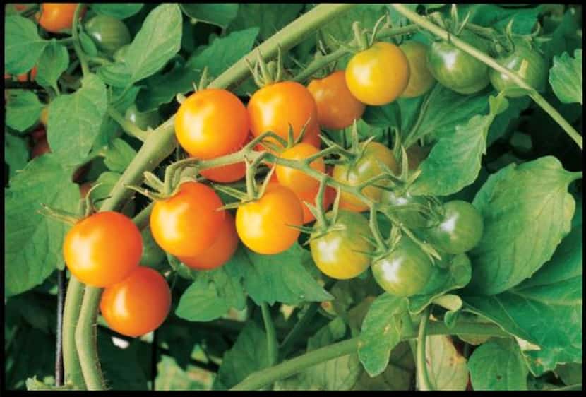 
‘Sun Gold’ “may be the best-tasting tomato in the world,” says Tom LeRoy, co-author of The...
