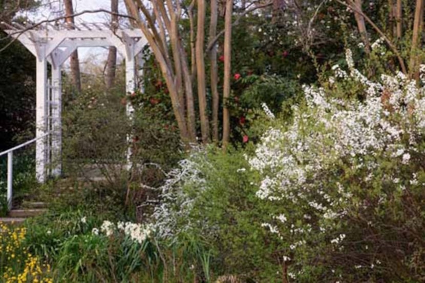 The restored Upper Garden features spireas, snowflakes and  'Avalanche' daffodils that...