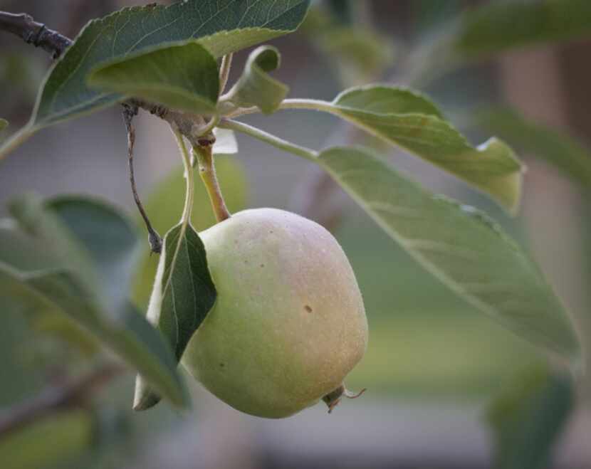 Kristen Shear and her husband Mark Shear have an apple tree in their small back yard garden...