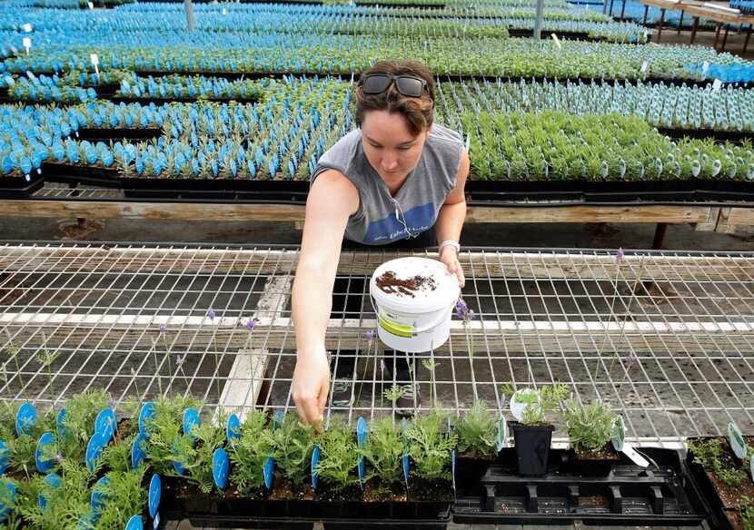 Horticulturist Felicia English sprinkles rove beetles on lavender at Blue Label Herbs in...