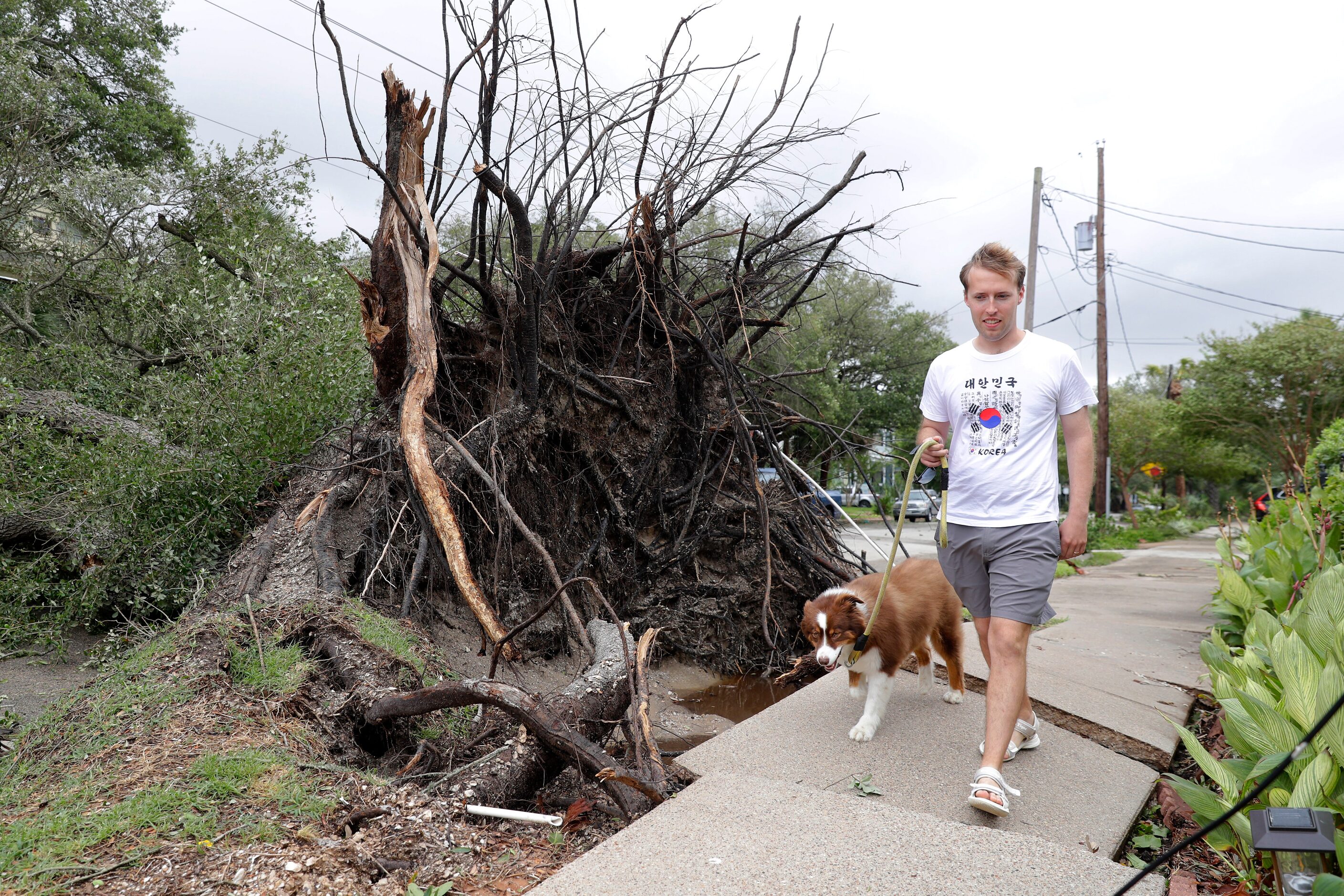 Alex Dezeda walks his dog Sydney across the buckled sidewalk next to the roots of a century...