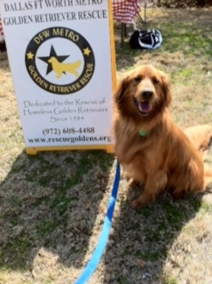  This Golden is a alumni of Dallas Fort Worth Metro Golden Retriever Rescue. (Photo by Jill...