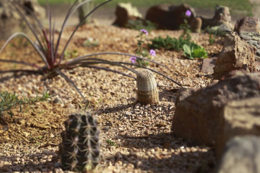 Burton Knight has worked on his water-saving native-plant landscaping. But the Dallas...