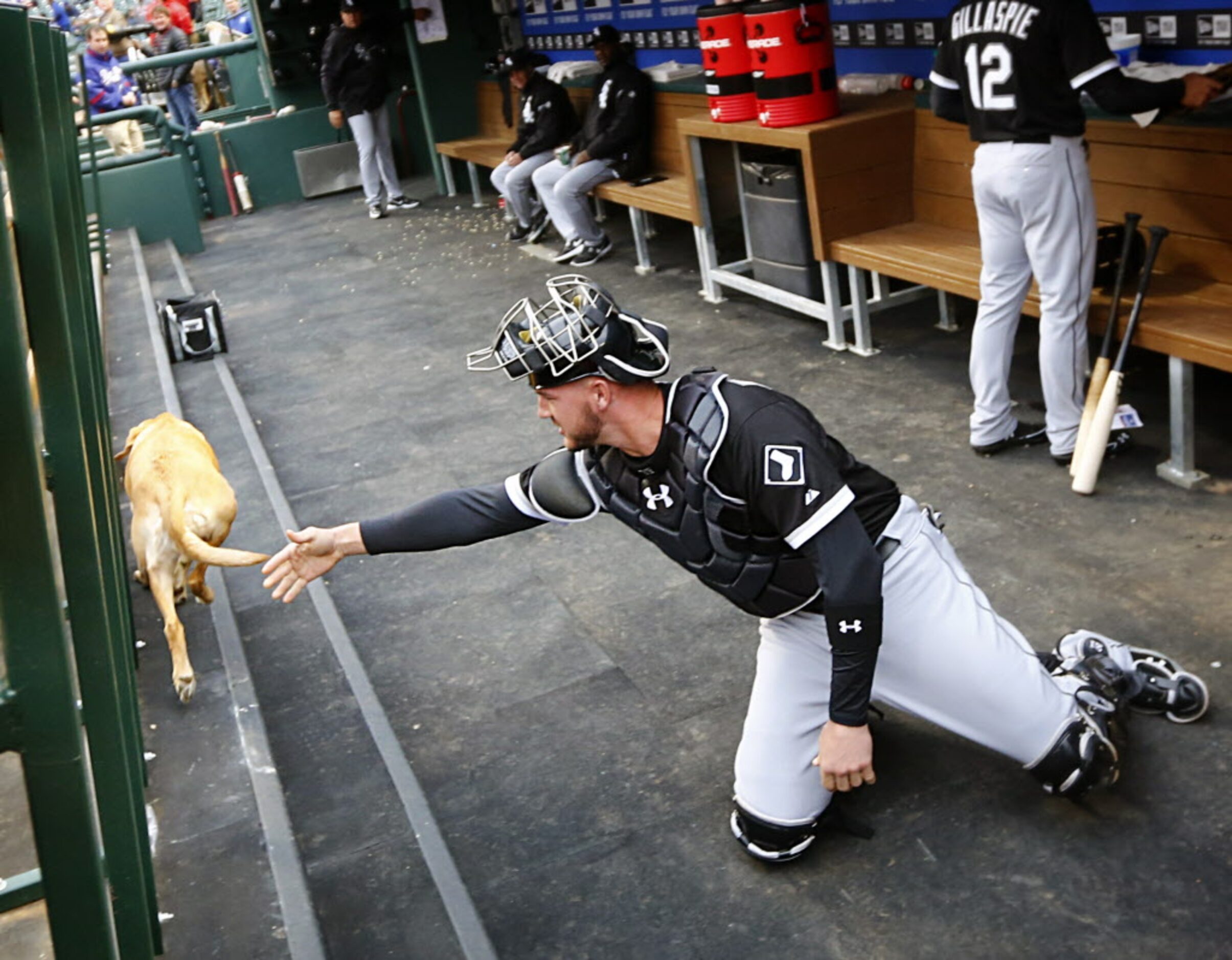 Chicago White Sox catcher Tyler Flowers (21) tried to catch a dog that got loose on the...