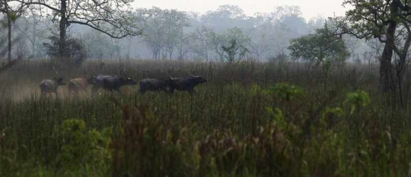 Wild water buffalos run inside the Kaziranga National Park.