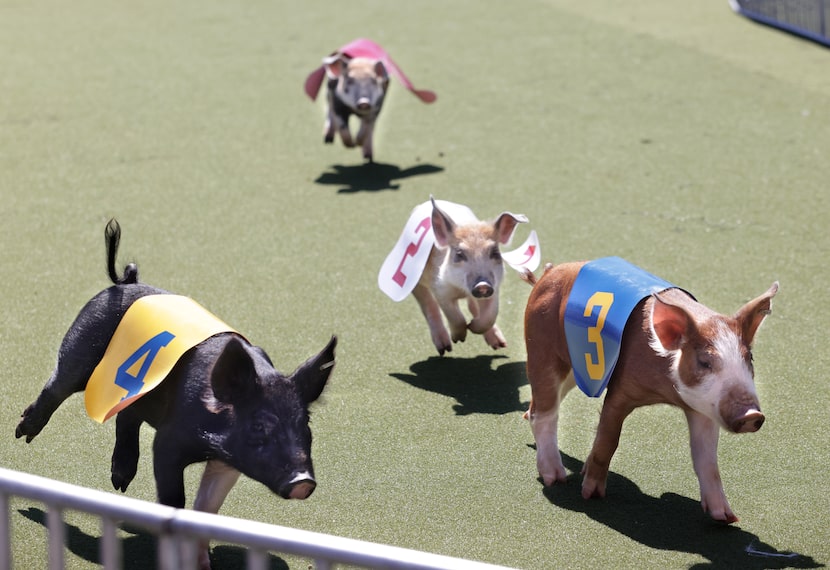 Pigs race at the State Fair of Texas in Dallas, TX, on Sep 30, 2024.