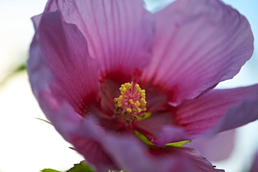 Hardy Hibiscus Summer Spice Grape Sorbet