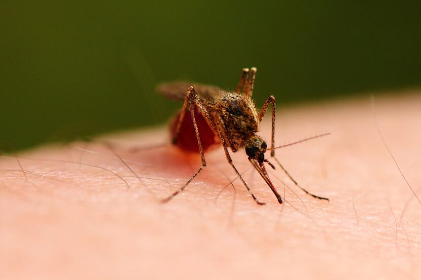 As public health agencies gear up for mosquito season, uncertainty remains around what...