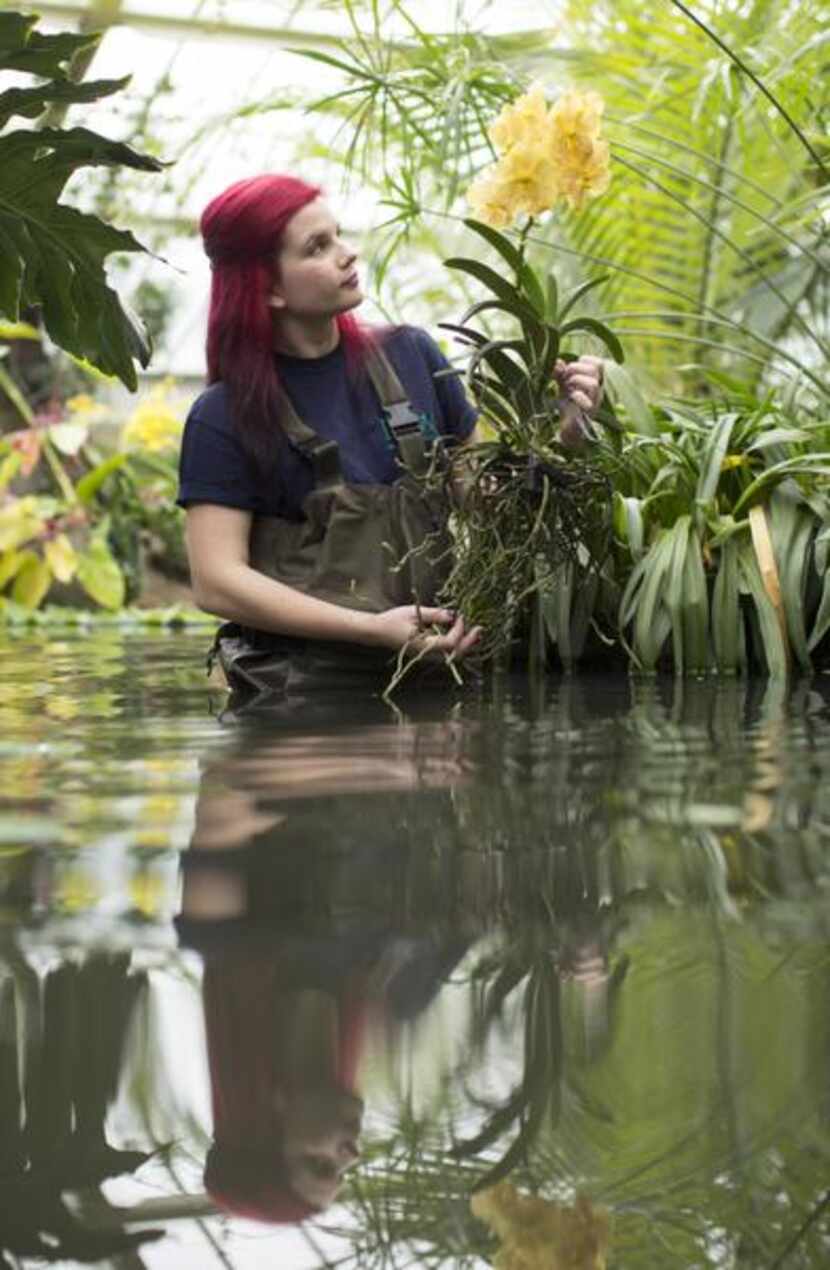 
Horticulturalist Ellie Biondi arranges orchids for the exhibition.
