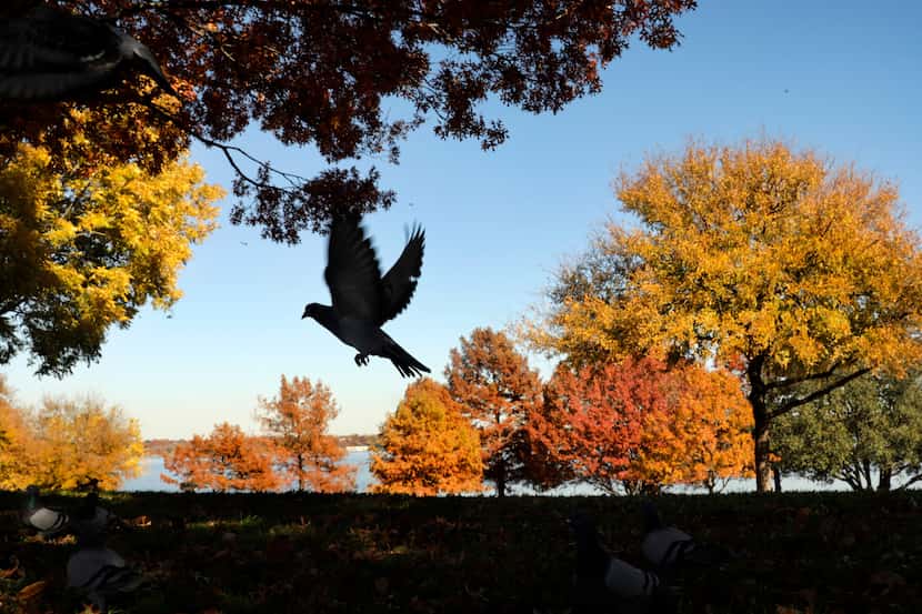 Pigeons take flight before colorful fall leaves that line White Rock Lake in Dallas on Dec. 5.