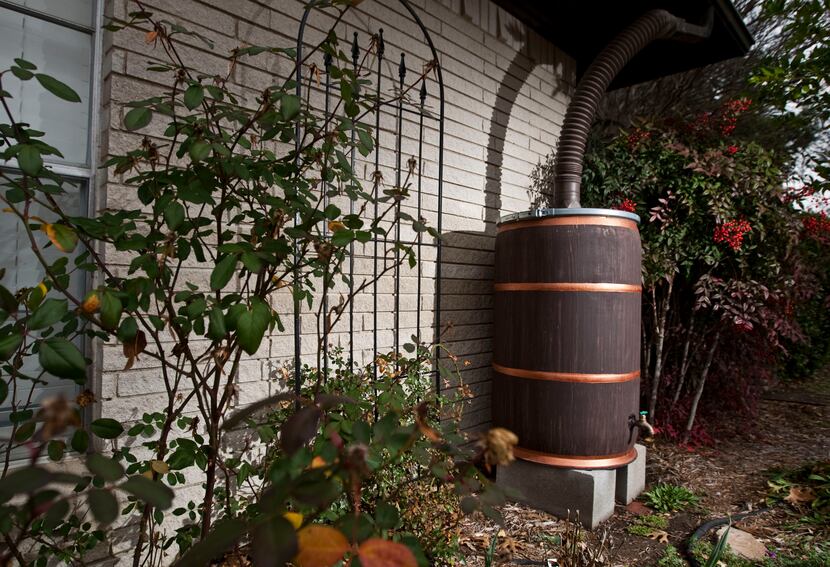 A rain barrel is a great addition to the garden. 