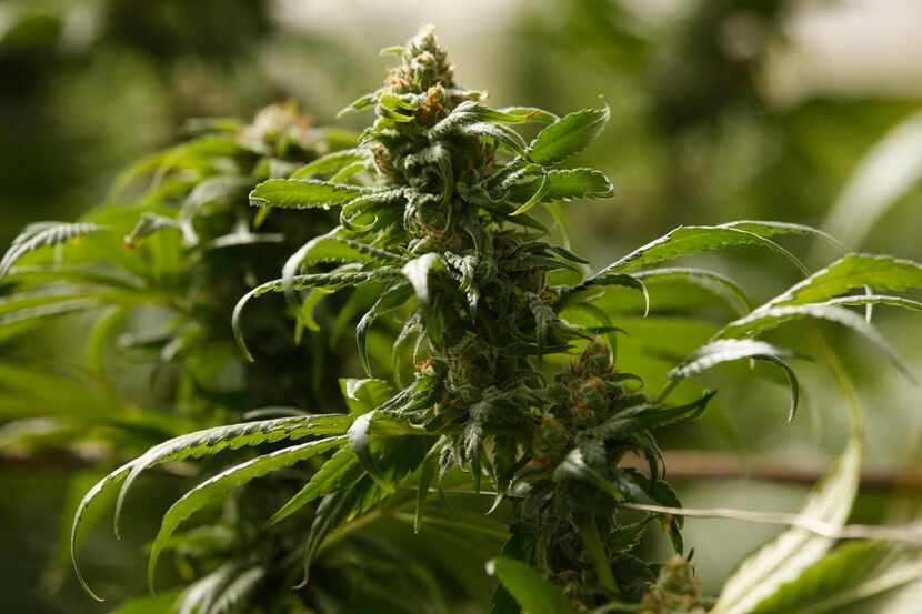 The buds on marijuana plants begin to mature in a legal, commercial growing greenhouse in...