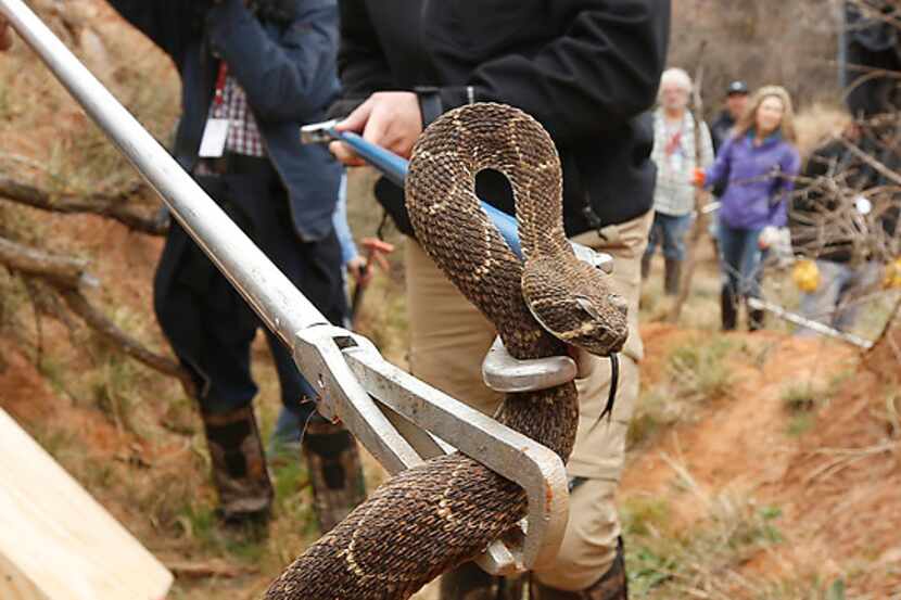 A western diamondback rattlesnake is pulled from its den on a guided hunt during the 2017...