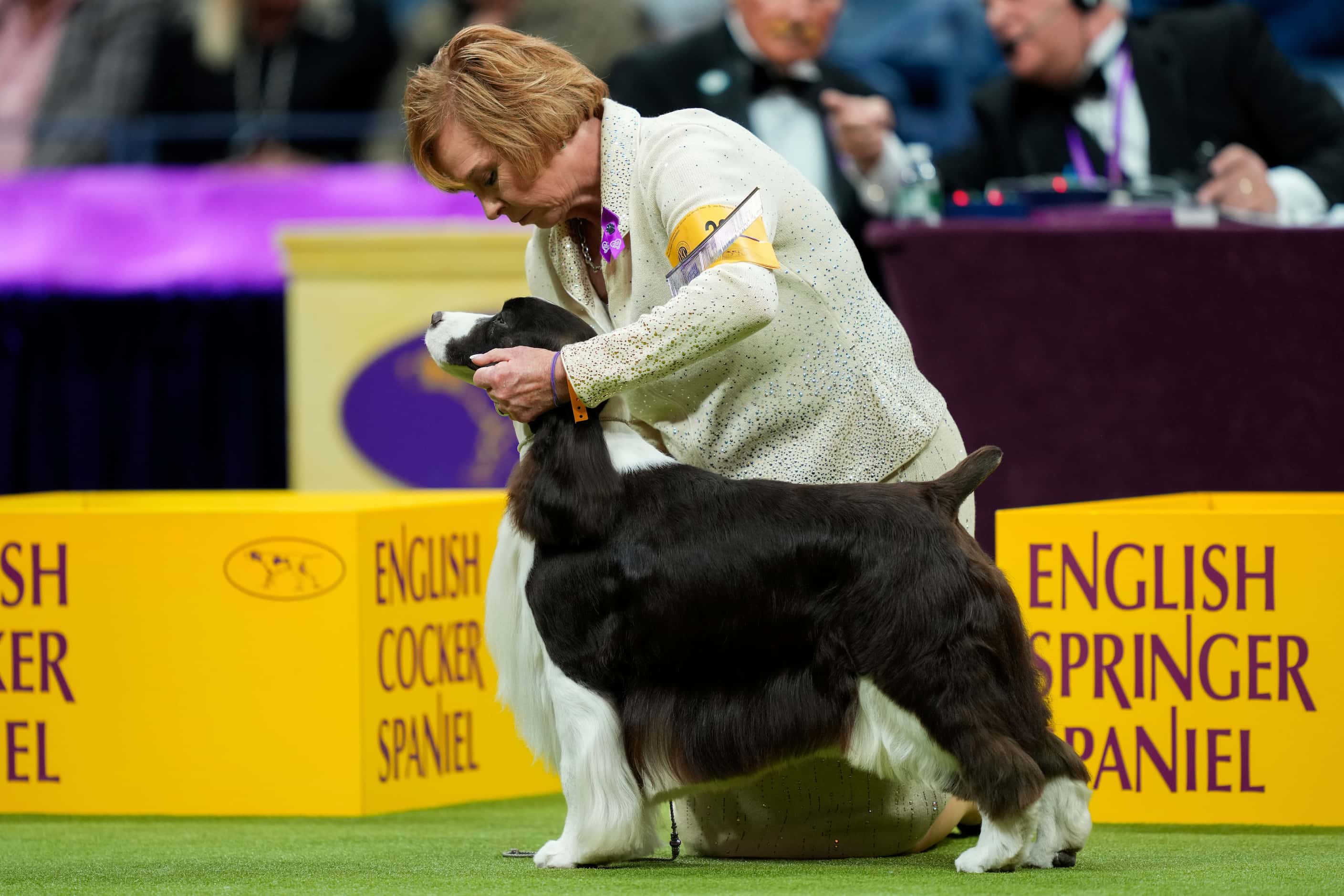 An English springer spaniel is walked during the sporting group competition at the 148th...