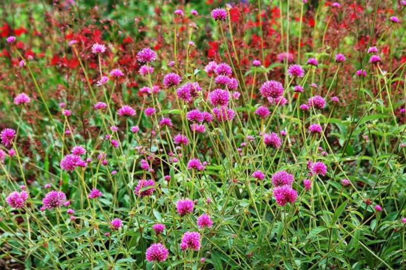 The Fireworks gomphrena produces scores of hot pink flowers that look like tiny exploding...