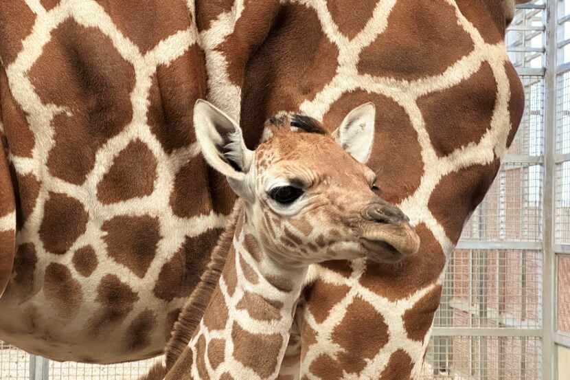 The Dallas Zoo welcomed a baby giraffe to the herd earlier this month on March 19 to mom...