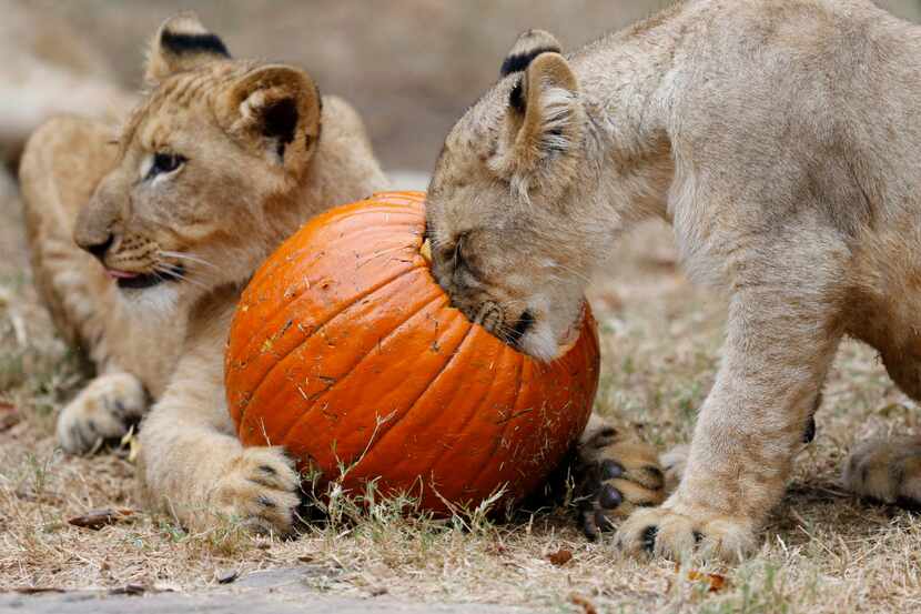 The lions and their cubs got a special treat of pumpkins filled with meat in the days before...