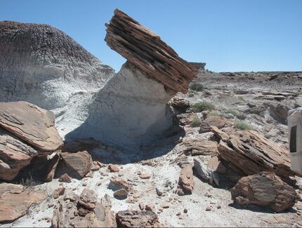  'A Jurassic fossil trove, filled with ancient trees and bones of familiar dinosaur...