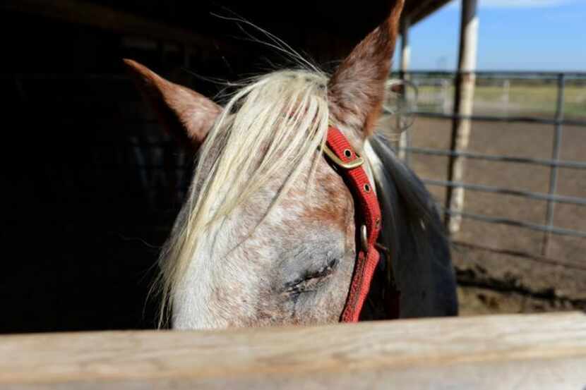 
A rescue horse at Becky’s Hope Horse Rescue in Frisco 

