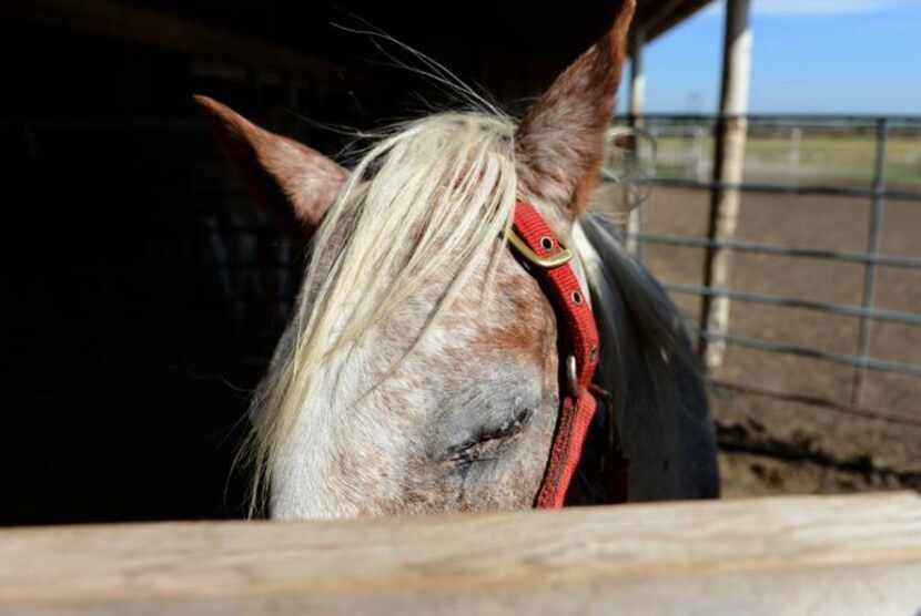 
A rescue horse at Becky’s Hope Horse Rescue in Frisco 
