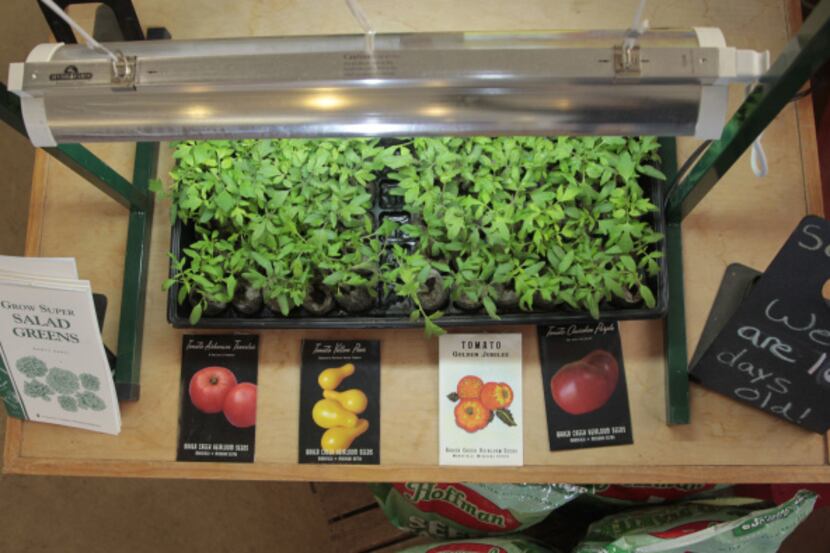 Kits are available that include a heat mat for quick and even seed germination and a special...