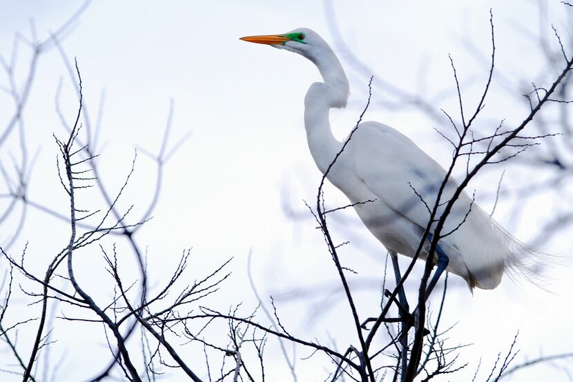 A great egret near the nesting area of the University of Texas Southwestern Medical Center...