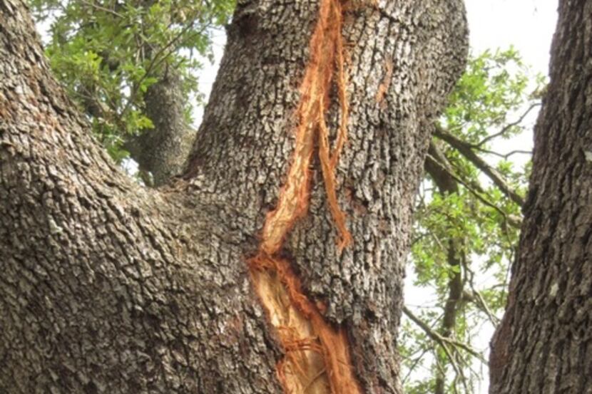 Lightning damage to a tree 