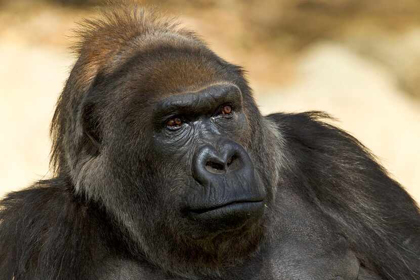 Vila, considered to be one of the world's oldest gorillas, died Thursday surrounded by...