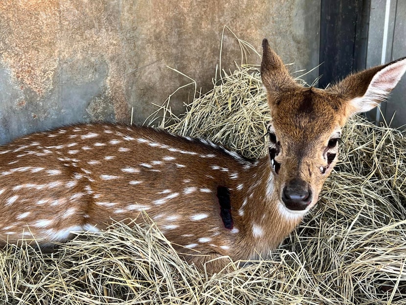 Deer at 4 Generations Ranch suffered cuts and bruises after getting spooked by a string of...