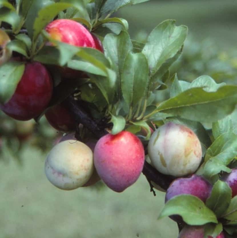 Prune fruit trees as late in the winter as possible to prevent early flowering.