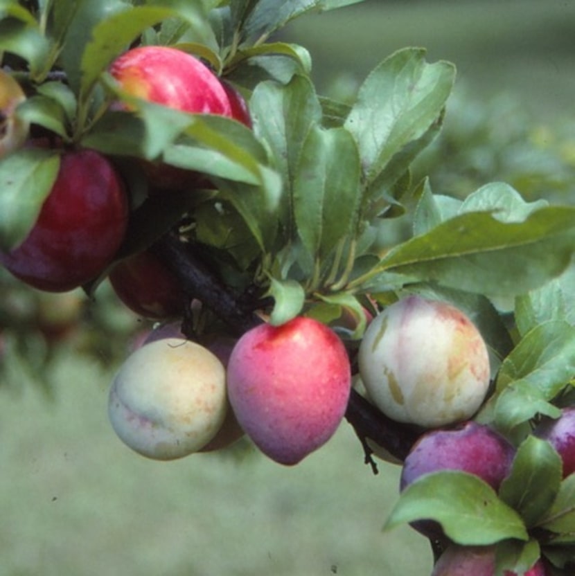 Prune fruit trees as late in the winter as possible to prevent early flowering.