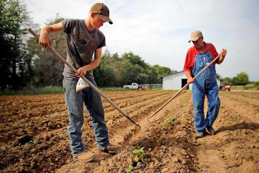 
Don Baugh and 17-year-old Dakota Graham tend to a bean field on Baugh’s family farm in...