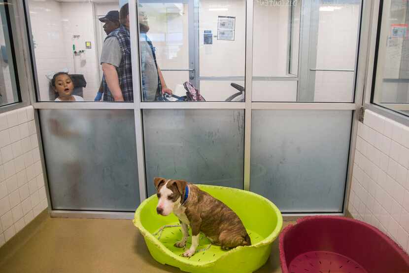 Lola the dog waits to be adopted on