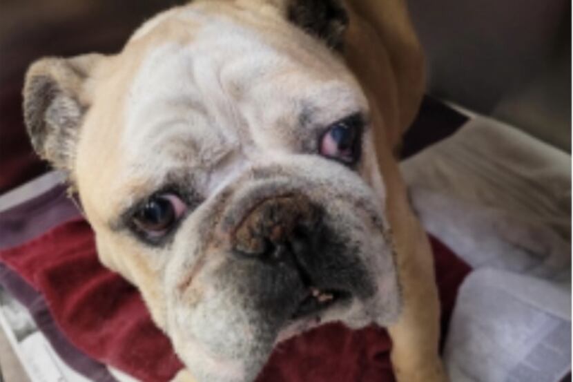 Dallas police say a white and tan bulldog was found abandoned in a crate and are asking for...