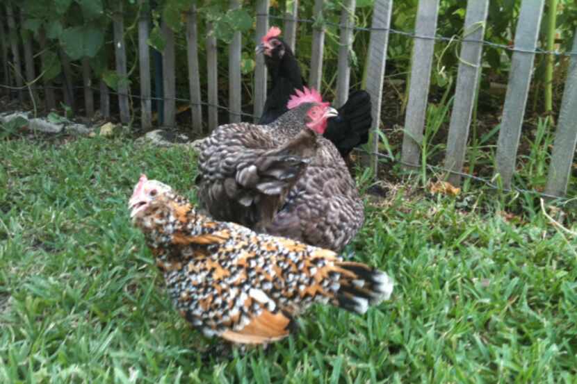 Las gallinas de patio como Henny Penny (frente) están permitidas en Fort Worth bajo ciertas...