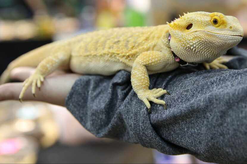 Heather Cochran holds her bearded dragon at Repticon Chattanooga Reptile and Exotic Animal...