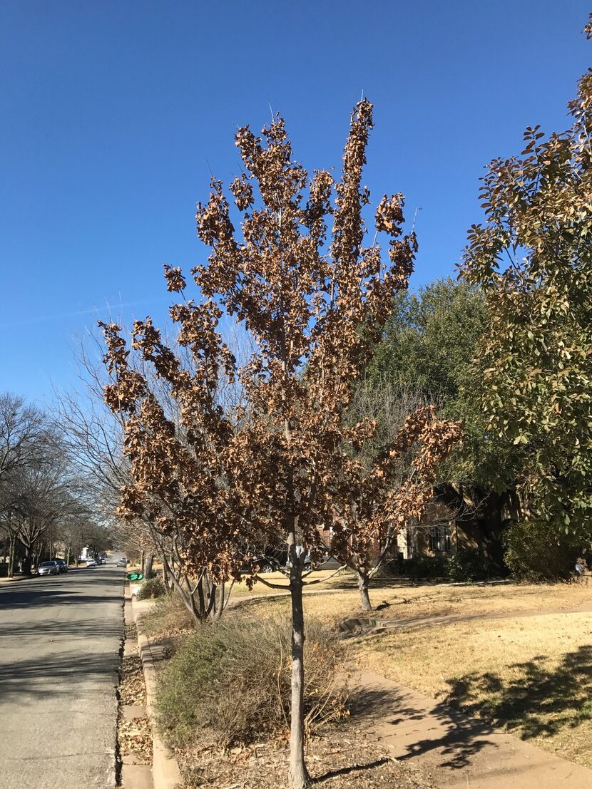 Caddo maple tree showing  marcescence