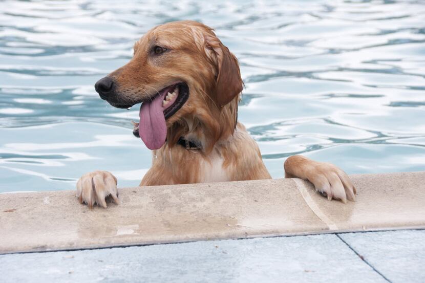 Dog Splash Day hosted by AnimalLuv lets dogs take a swim. 08072015xPUB 09232015xPUB