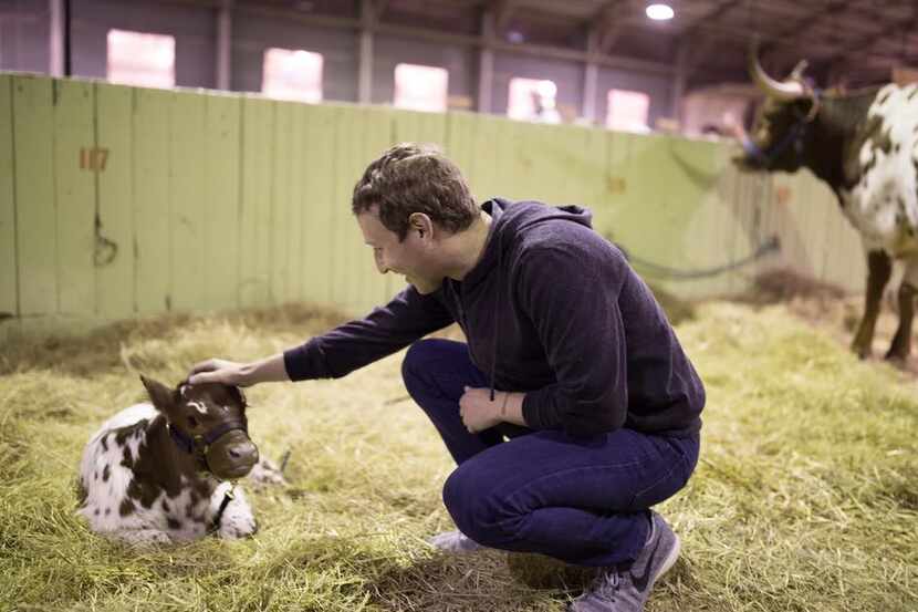 Yes, that's Facebook CEO Mark Zuckerberg petting a 12-day-old longhorn at the Fort Worth...