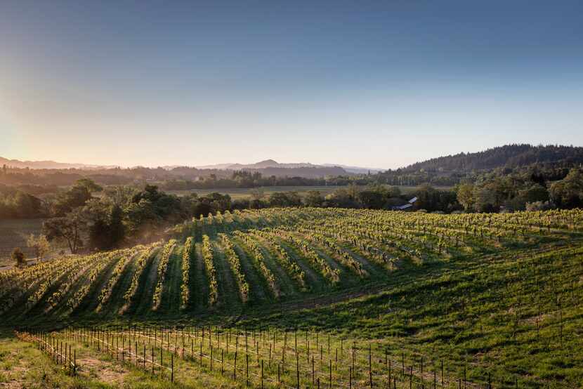 Quivira Vineyards is committed to biodynamic farming, closely monitoring the soil to ensure...