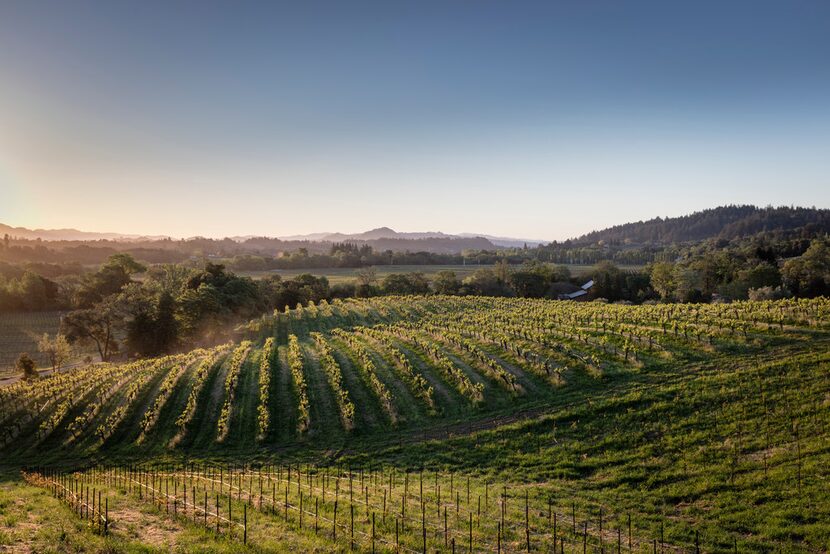 Quivira Vineyards is committed to biodynamic farming, closely monitoring the soil to ensure...