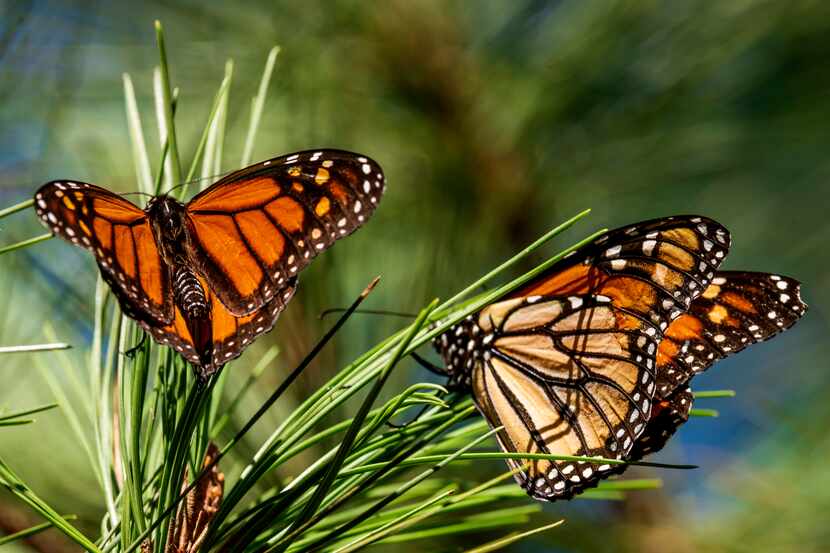Mariposas monarca posadas en ramas del Monarch Grove Sanctuary de Pacific Grove, California,...