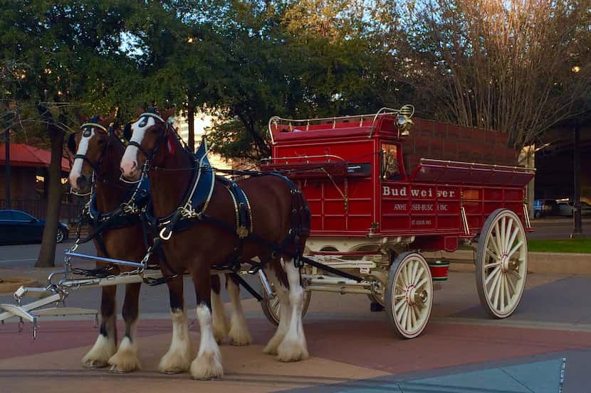The Budweiser Clydesdales are in town to promote the Anheuser-Busch conference happening...